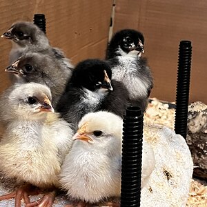 Cutest Baby Fowl Photo Contest—16th Annual 141.jpg