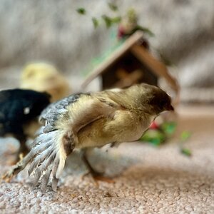 Cutest Baby Fowl Photo Contest—16th Annual 142.jpg