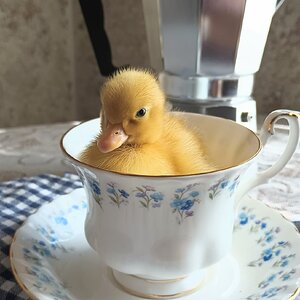 Cutest Baby Fowl Photo Contest—16th Annual 143.jpg