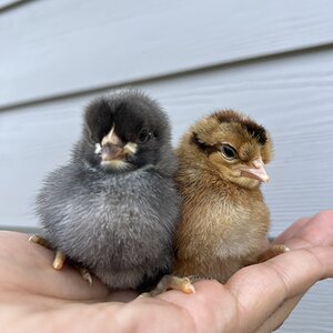 Cutest Baby Fowl Photo Contest—16th Annual 146.jpg