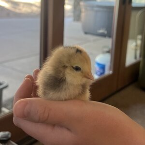 Cutest Baby Fowl Photo Contest—16th Annual 149.jpg