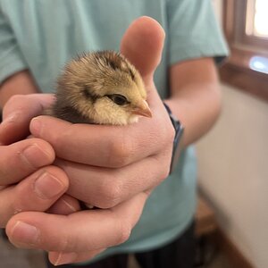 Cutest Baby Fowl Photo Contest—16th Annual 150.jpg