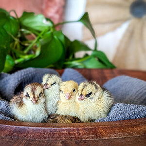 Cutest Baby Fowl Photo Contest—16th Annual 152.jpg