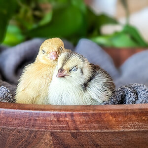 Cutest Baby Fowl Photo Contest—16th Annual 153.jpg