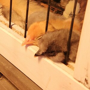 Cutest Baby Fowl Photo Contest—16th Annual 158.jpg