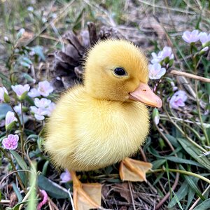 Cutest Baby Fowl Photo Contest—16th Annual 166.jpg