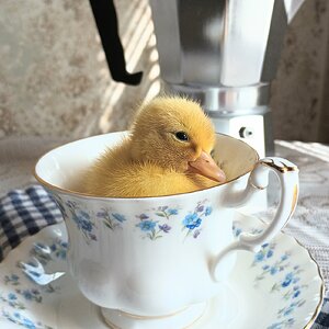Cutest Baby Fowl Photo Contest—16th Annual 167.jpg