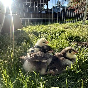 Cutest Baby Fowl Photo Contest—16th Annual 168.jpg