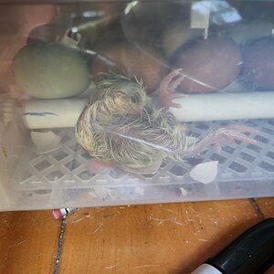 Hatching Fowl Photo Contest—16th Annual 35.jpg