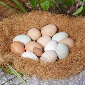 Natural Egg Photo Contest—16th Annual 74.jpg