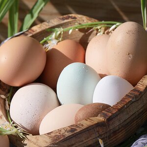 Natural Egg Photo Contest—16th Annual 75.jpg