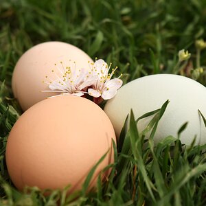 Natural Egg Photo Contest—16th Annual 76.jpg