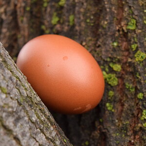 Natural Egg Photo Contest—16th Annual 77.jpg