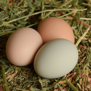 Natural Egg Photo Contest—16th Annual 79.jpg