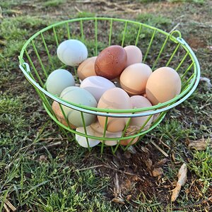 Natural Egg Photo Contest—16th Annual 80.jpg