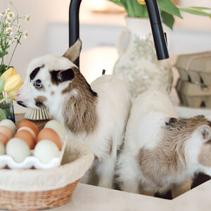 Amazing Easter Animal 1.jpg