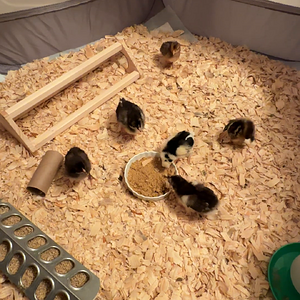 Chicks2.MOV