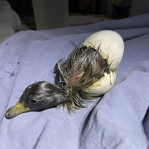 Hatching Fowl Photo Contest—16th Annual 37.jpg