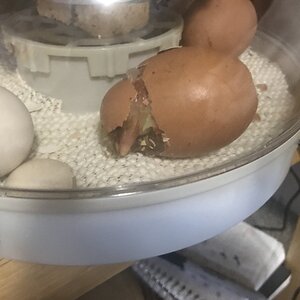 Hatching Fowl Photo Contest—16th Annual 38.jpg