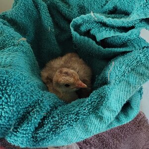 Hatching Fowl Photo Contest—16th Annual 39.jpg