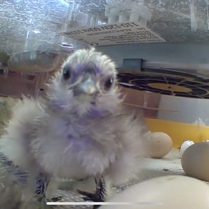 Hatching Fowl Photo Contest—16th Annual 40.png