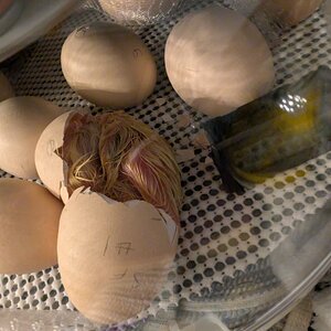 Hatching Fowl Photo Contest—16th Annual 42.jpg
