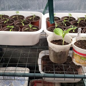 Nursery Plants