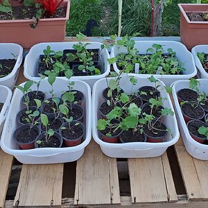 Nursery Plants