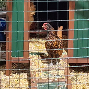 8 week old Golden Sebright crowing