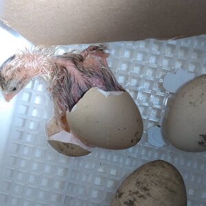 Hatching Fowl Photo Contest—16th Annual 55.jpg