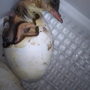Hatching Fowl Photo Contest—16th Annual 56.jpg