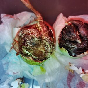 Hatching Fowl Photo Contest—16th Annual 57.jpg