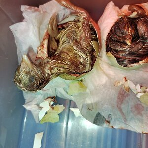 Hatching Fowl Photo Contest—16th Annual 58.jpg