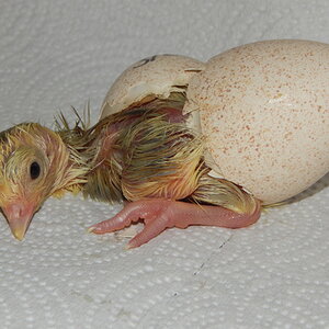 Hatching Fowl Photo Contest—16th Annual 59.jpg