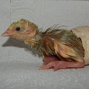 Hatching Fowl Photo Contest—16th Annual 60.jpg
