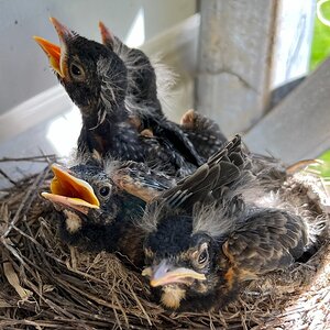 Cutest Baby Fowl Photo Contest—16th Annual 178.jpg