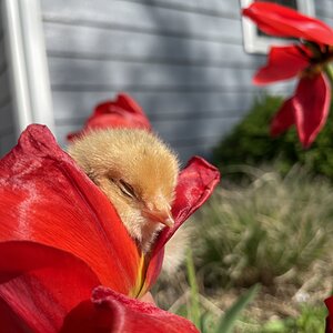 Cutest Baby Fowl Photo Contest—16th Annual 179.jpg