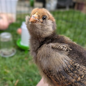 Cutest Baby Fowl Photo Contest—16th Annual 182.jpg