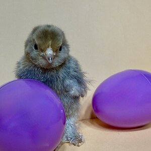 Cutest Baby Fowl Photo Contest—16th Annual 184.jpg