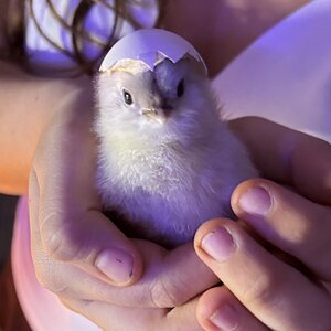 Cutest Baby Fowl Photo Contest—16th Annual 185.jpg
