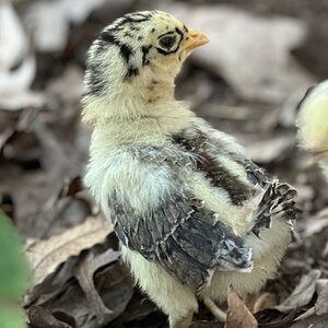 Cutest Baby Fowl Photo Contest—16th Annual 186.jpg