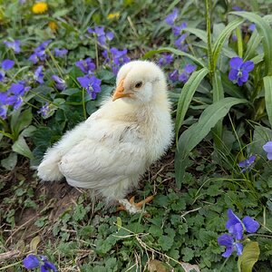 Cutest Baby Fowl Photo Contest—16th Annual 187.jpg