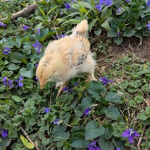 Cutest Baby Fowl Photo Contest—16th Annual 188.jpg