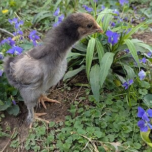Cutest Baby Fowl Photo Contest—16th Annual 189.jpg