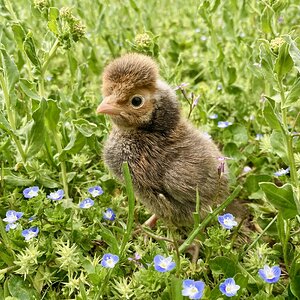 Cutest Baby Fowl Photo Contest—16th Annual 191.jpg