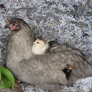 Cutest Baby Fowl Photo Contest—16th Annual 192.jpg