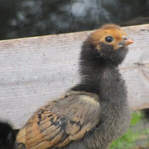 Cutest Baby Fowl Photo Contest—16th Annual 193.jpg