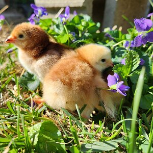 Cutest Baby Fowl Photo Contest—16th Annual 194.jpg