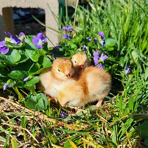 Cutest Baby Fowl Photo Contest—16th Annual 195.jpg