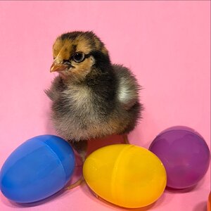 Cutest Baby Fowl Photo Contest—16th Annual 197.jpg